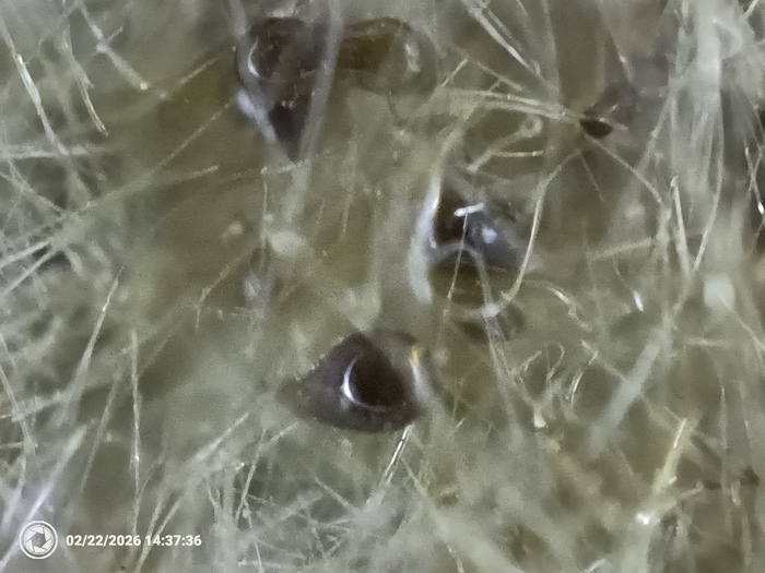 �� �����������