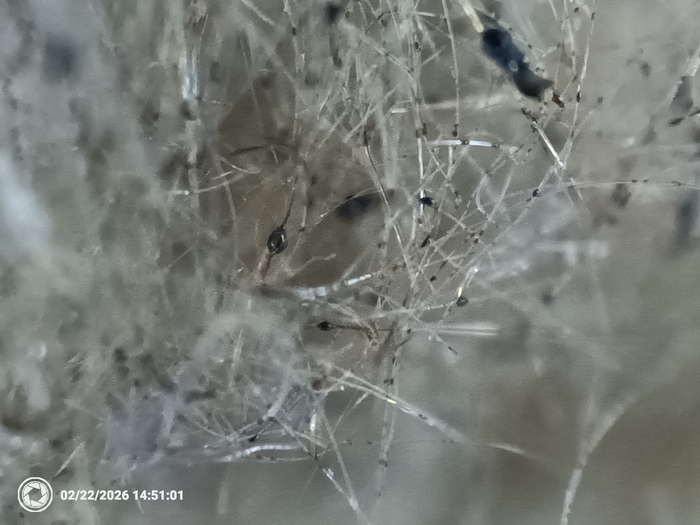 ����� ����� �����