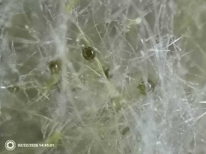 ������ ��������