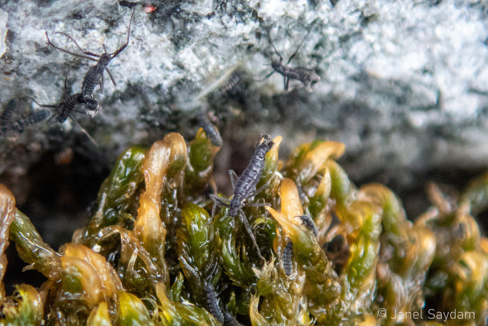 ����� ����������� �����������.