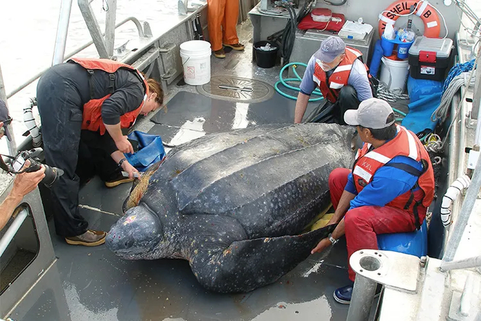 Нет, не фотошоп. Да, реально такая огромная.