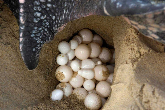 Яйца у черепах не похожи на птичьи. Они кожистые, мягкие, упругие и похожи на теннисные мячики.