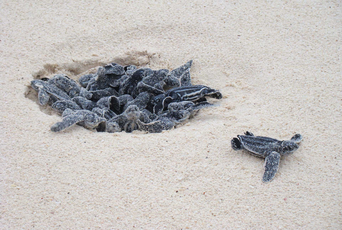 Черепашата вскипели, скоро убегут!