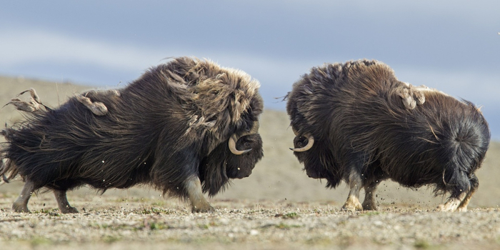 �������� ������. ��������� �����!!!