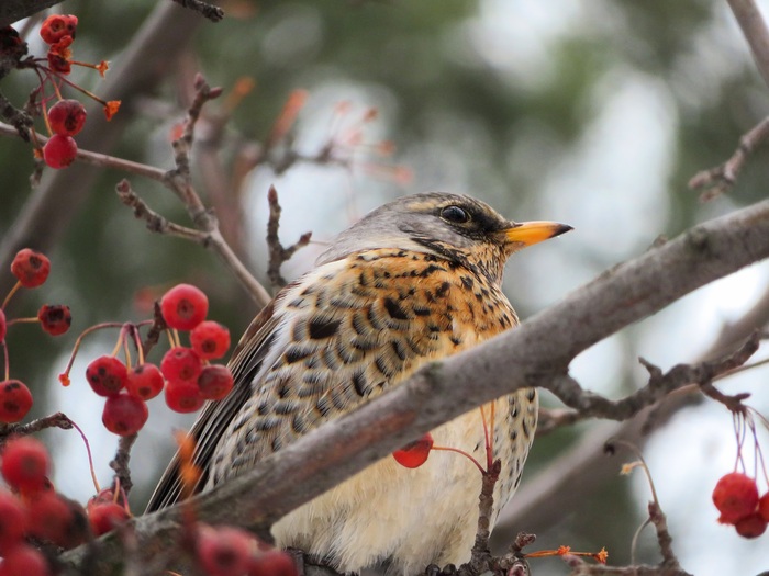 �������� ��� ����� �� �����: <!--noindex--><a href="https://pikabu.ru/story/drozdryabinnik_13721758?u=https%3A%2F%2Fdzen.ru%2FBirdman&t=https%3A%2F%2Fdzen.ru%2FBirdman&h=632c0cfa3674fa551d720d7d56d0925aff3ba6b9" title="https://dzen.ru/Birdman" target="_blank" rel="nofollow noopener">https://dzen.ru/Birdman</a><!--/noindex-->