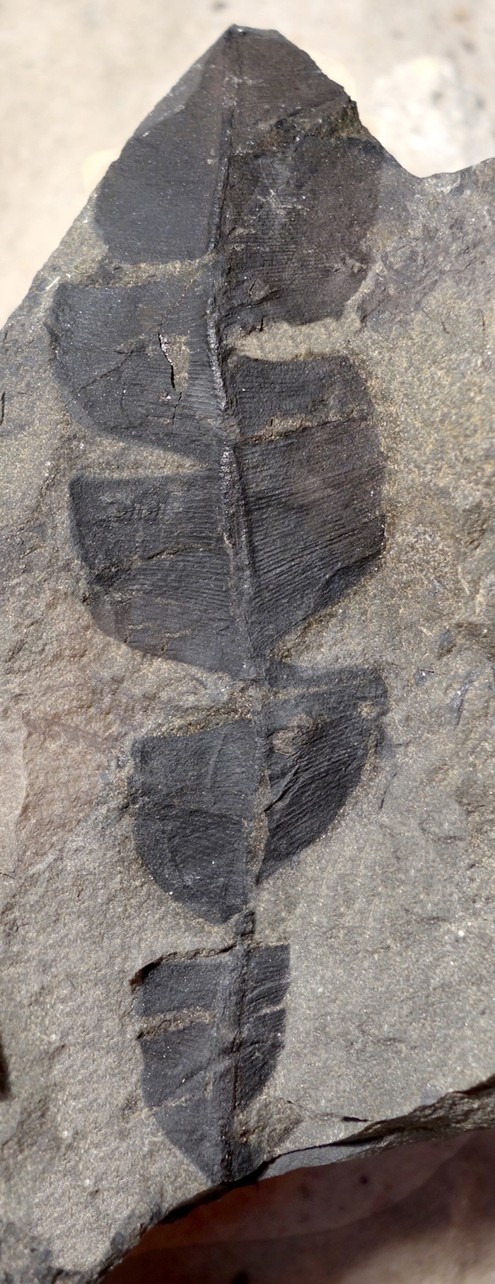 Лист саговника нильссония. Поздний мел, Чукотка.