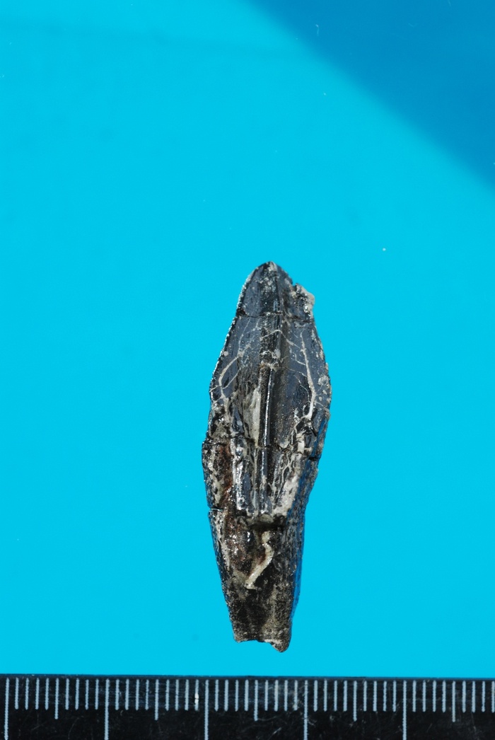 Зуб чукотского гадрозавра.