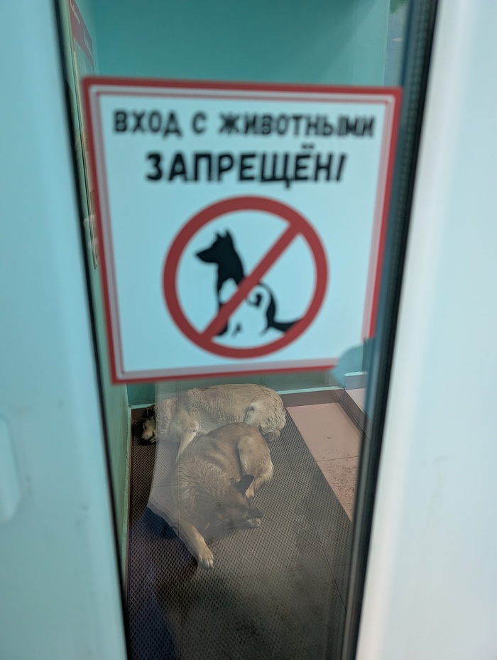 ���� ���, ��� ������