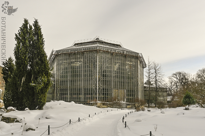 Парк БИН. Большая Пальмовая оранжерея.