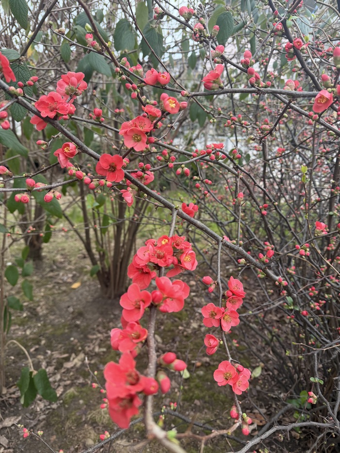 �������� ����