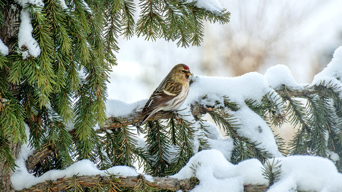 Ветки и птичка