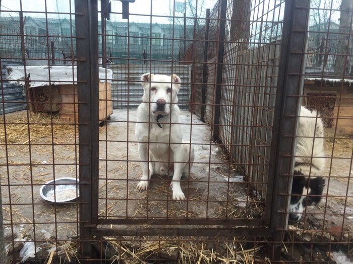 Ответ на пост «А жену не жалко ???»