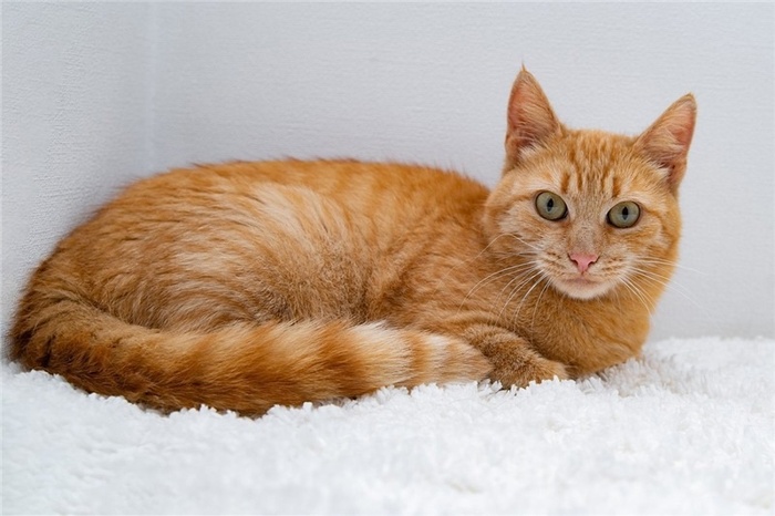 Москва и область. Рыжая кошка в добрые руки