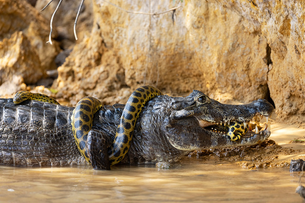 А теперь ботинки съели сумку. Справедливость восторжествовала!