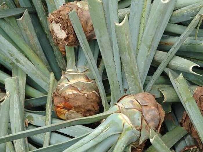 ������� (Hijuelos) � ����������� ��������, ������ ������������ ��� ����������� �����