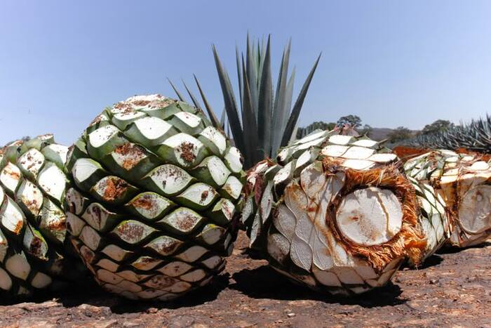 �����, ������������ ������� ��������� ����