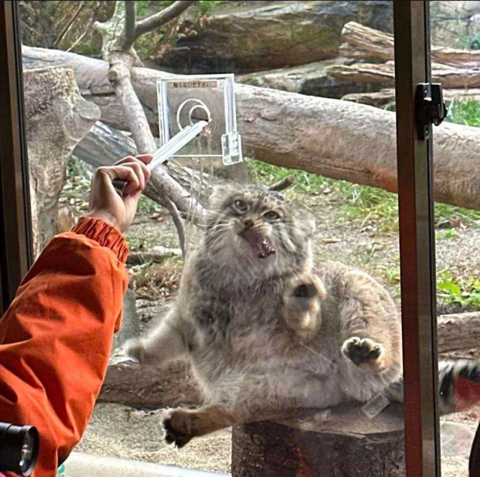 Раскорячило