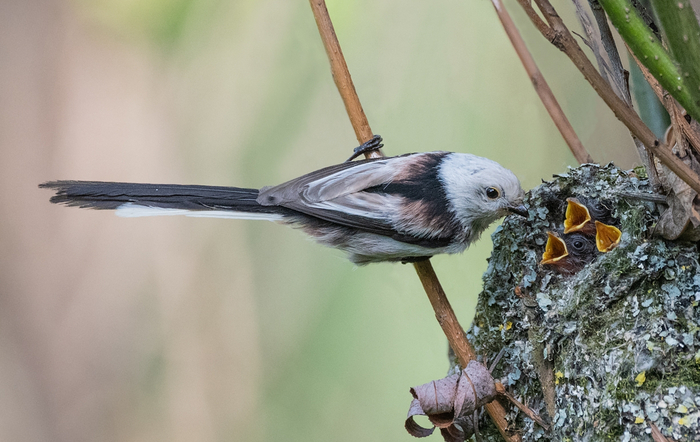 — Ты еда? — Нет, я мать!