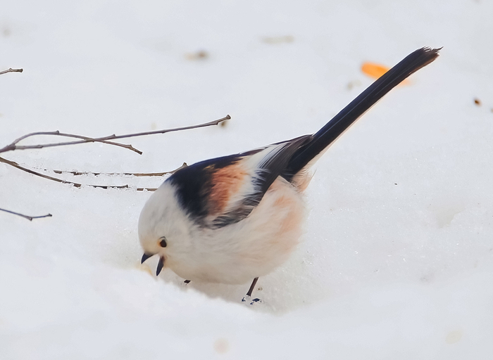 Это я кричу на снег, чтобы он побыстрее таял.