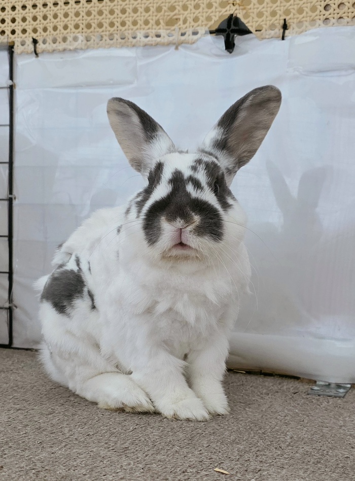 ���, 1.8 ����