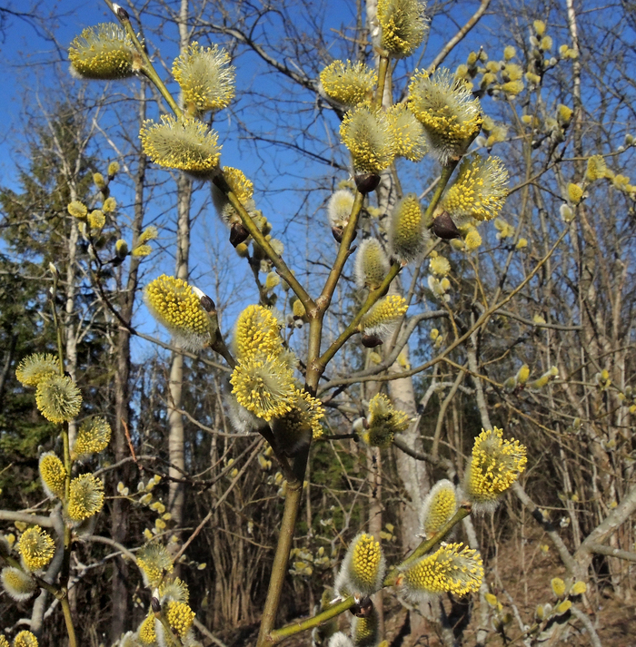 �������� ������� �������. ���� �. ����������.