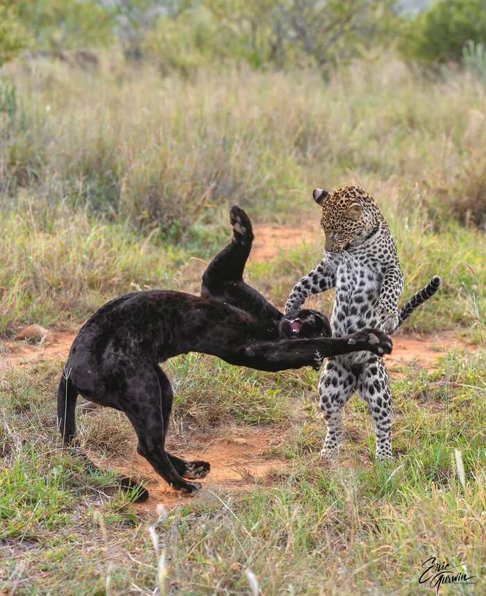 ���� ������ � �����