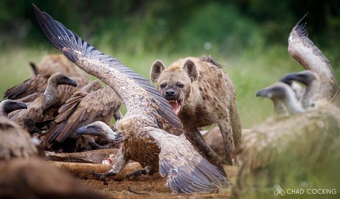 ������� �����������