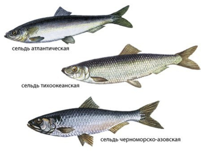 � ��� ���� �����, ������, �����������, ���������� � ��.