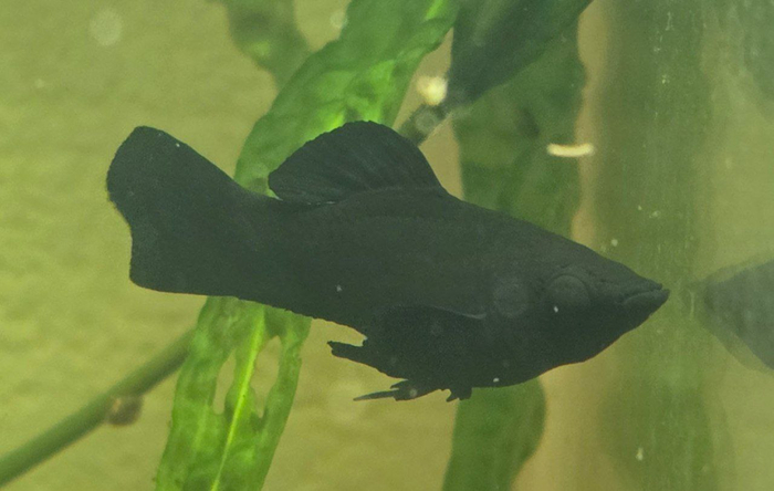 Сфотано издалека, штош