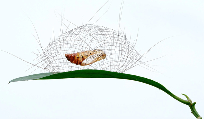 Победитель в категории "Поведение: беспозвоночные". Личинка моховой моли в тропическом лесу Сишуанбаньна, Китай.//Фото: Minghui Yuan/World Nature Photography