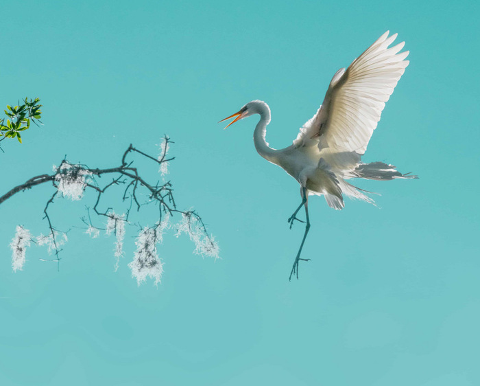 Победитель в категории "Поведение: птицы". Белая цапля в саду Крафт-Азалия во Флориде, США.//Фото: Fenqiang Liu/World Nature Photography Awards