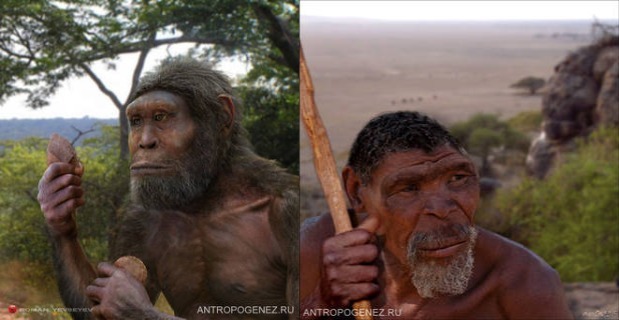 ����� Homo habilis, ������ Homo erectus.