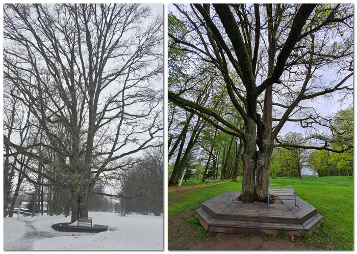 Дубы Любви зимой и детом.