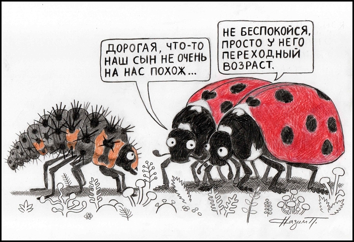 Личинка божьей коровки