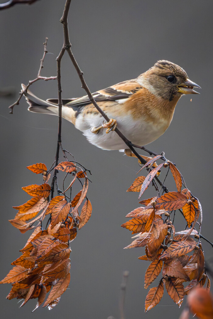 (�������)