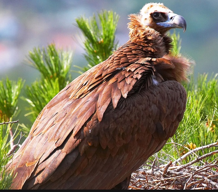 ������ ���� (Aegypius monachus) - ������ �������� ���