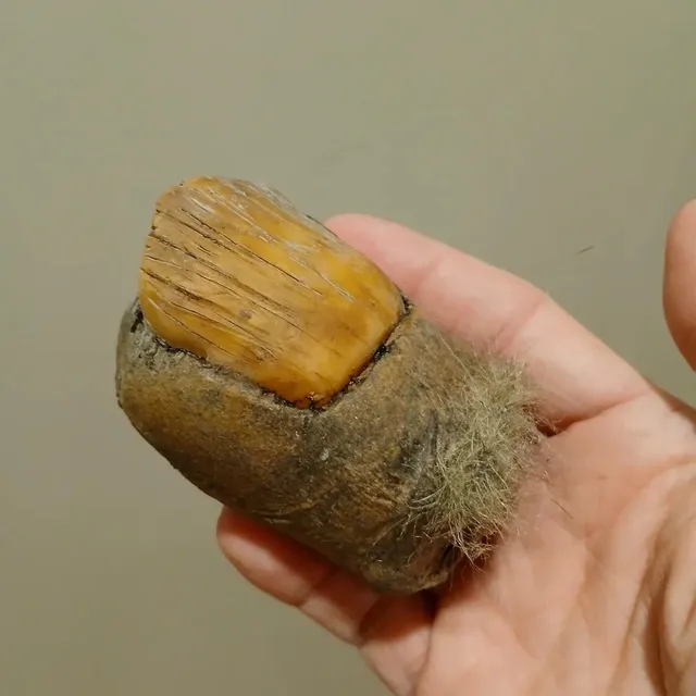 ��������� ��� ����