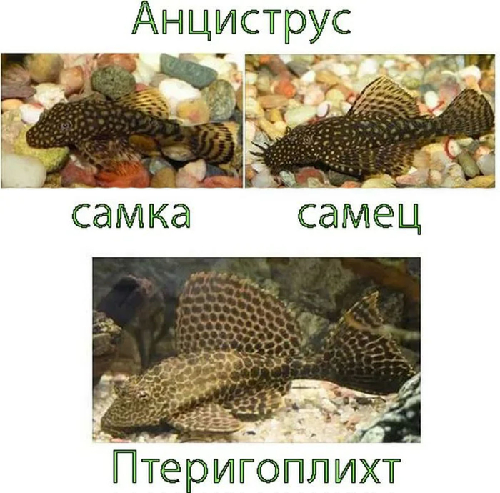 Это взрослые рыбы, но общие пропорции у мальков очень близки.