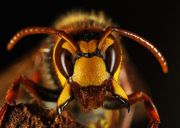 Портрет шершня