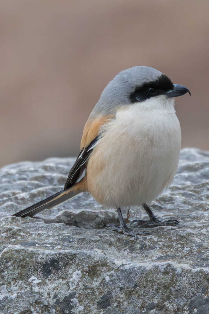 (���� �� �������� ��� ������� ��������)