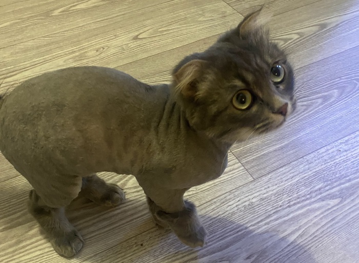 ����� ����� �����)