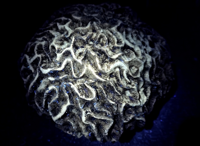 Под ультрофиолетом