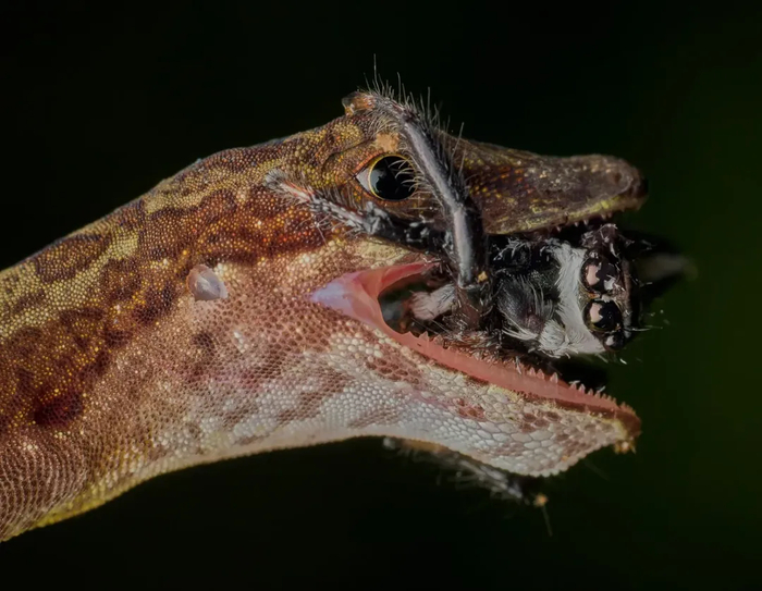 Анолис кушает паука