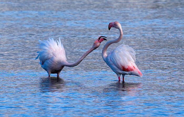 Фламинго в турецком Измире//Фото: Mahmut Serdar Alakus/Anadolu via Getty Images
