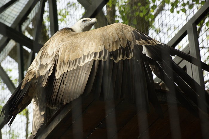 ����������� ��� // ��������������� ������� 