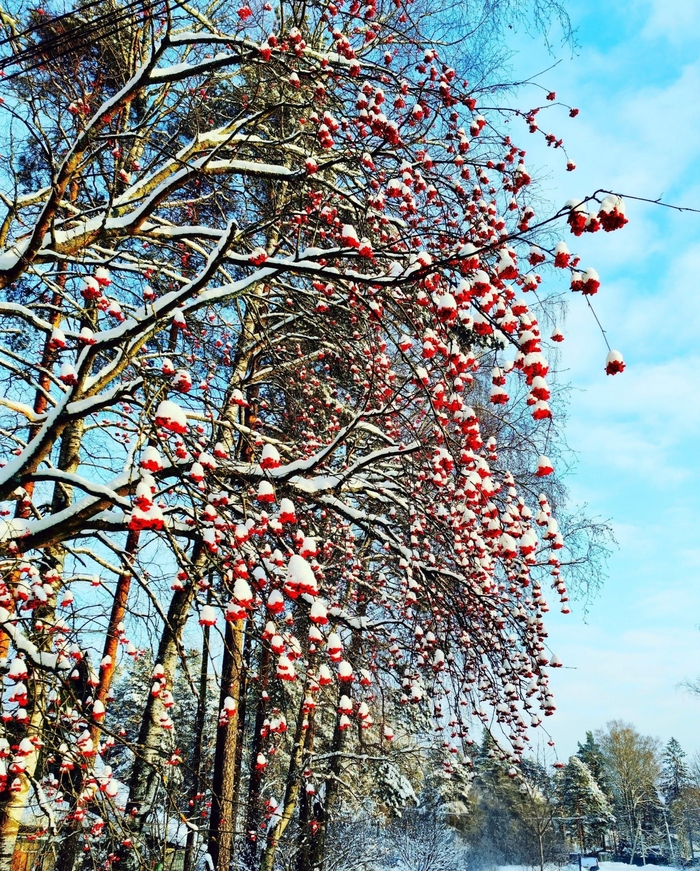 ������ � ������� ��������, ����