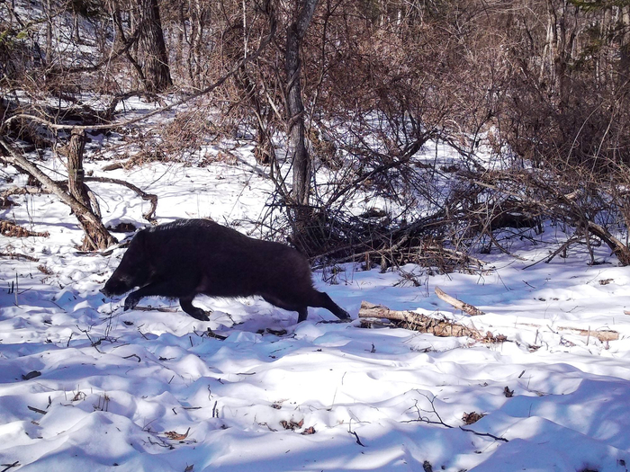 ����� � ��������� ����������� � ���������� ����. ���� <a href="https://pikabu.ru/story/kabanchik_zasidelsya_na_korporative_i_bezhit_domoy_13749807?u=https%3A%2F%2Ft.me%2Famurtigercenter%2F5960&t=%D0%BE%D1%82%D1%81%D1%8E%D0%B4%D0%B0&h=291b6777f9e91d3171678e69e7854758080c7427" title="https://t.me/amurtigercenter/5960" target="_blank" rel="nofollow noopener">������</a>