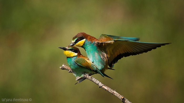 ���������� �����