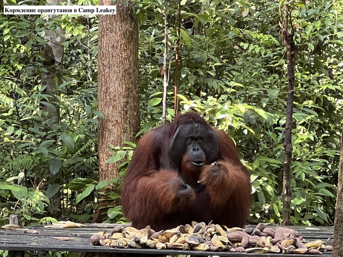 Кормление орангутанов на Калимантане