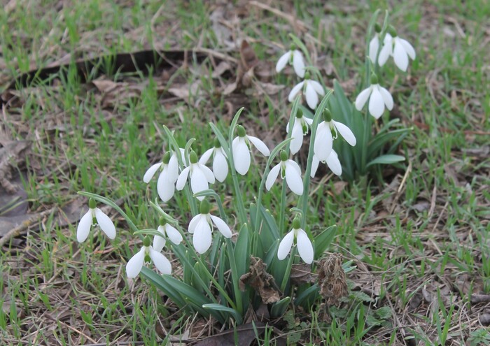 Фото сделано рядом с мусорными баками, видимо кто-то выбросил ненужные луковицы, а они взяли и проросли.